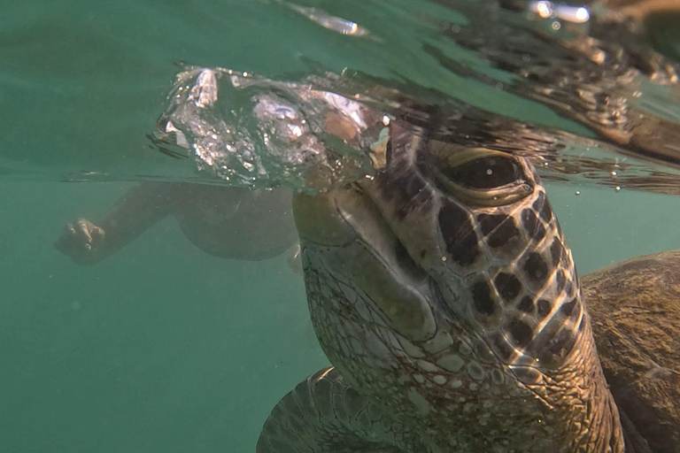 Mirissa, Sri Lanka: Guided Eco Turtle Snorkel & GoPro Videos