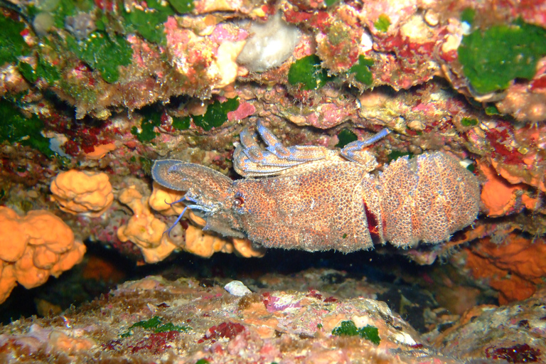 From Chania: Scuba Diving for Beginners