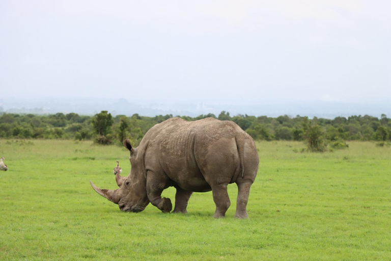 Nairobi: Lake Naivasha Slow Safari with Boat Ride