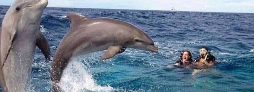 Zanzibar : Excursion en bateau à Mnemba, dauphins, snorkeling et barbecue