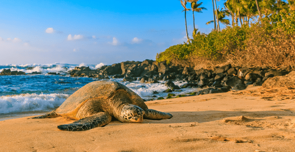 Oahu: The Ultimate Private Circle Island Tour 1-4 Guests
