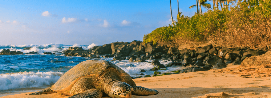 Oahu : L'ultime visite privée de l'île 1-4 invités