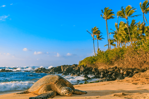 Oahu: The Ultimate Private Circle Island Tour 5-7 Guests