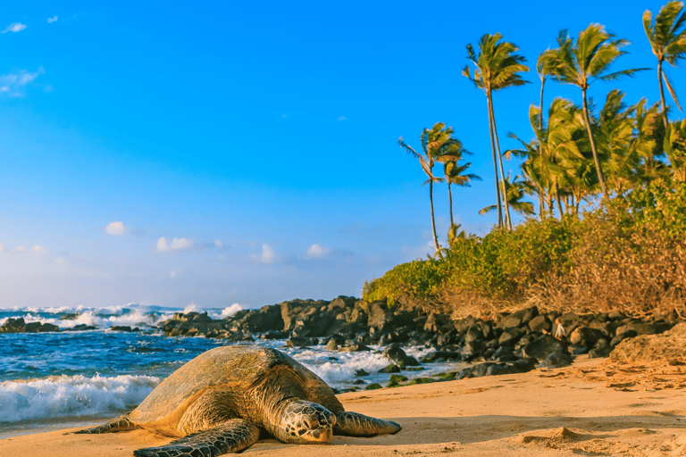 Oahu: The Ultimate Private Circle Island Tour 5-7 Guests