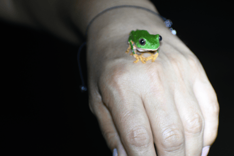 Tarapoto: Nachtwandeling in het Amazonewoud