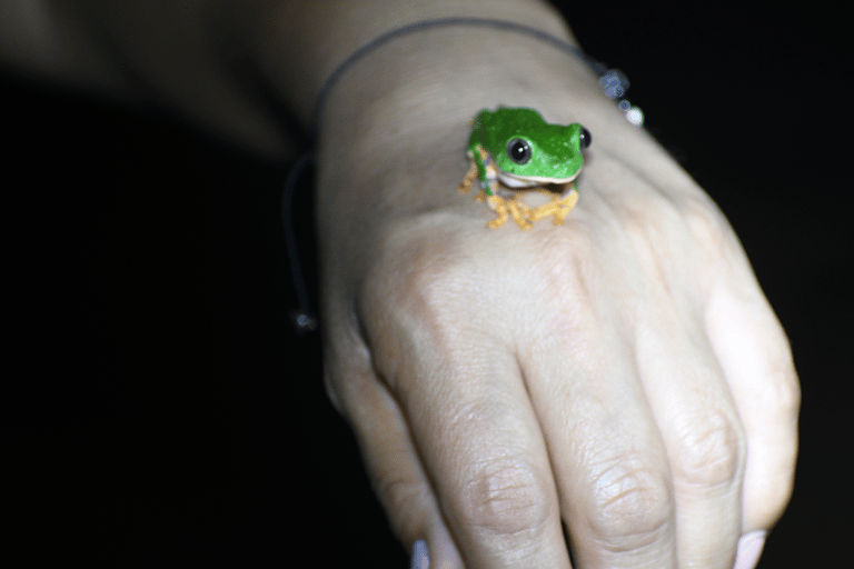 Tarapoto: Nachtwandeling in het Amazonewoud