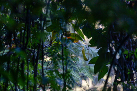 From Colombo: Sinharaja Rainforest Nature Adventure