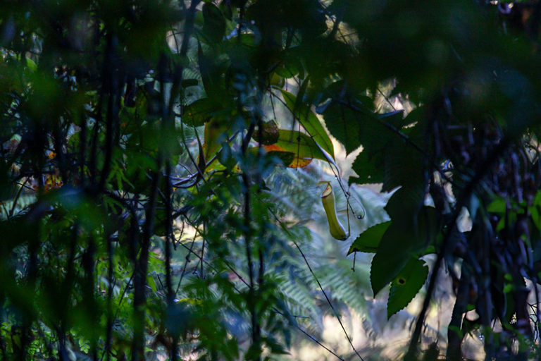 From Colombo: Sinharaja Rainforest Nature Adventure
