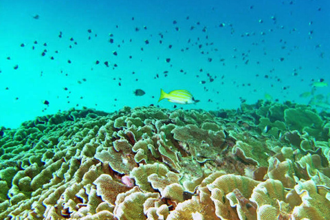 桑给巴尔：海星、浮潜和蓝泻湖探险桑给巴尔：海星、浮潜和蓝泻湖（含接送服务）