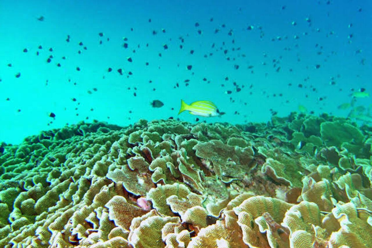 桑给巴尔：海星、浮潜和蓝泻湖探险桑给巴尔：海星、浮潜和蓝泻湖（含接送服务）