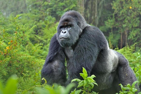 Kigali: Gorilla Trekking in Volcanoes National Park