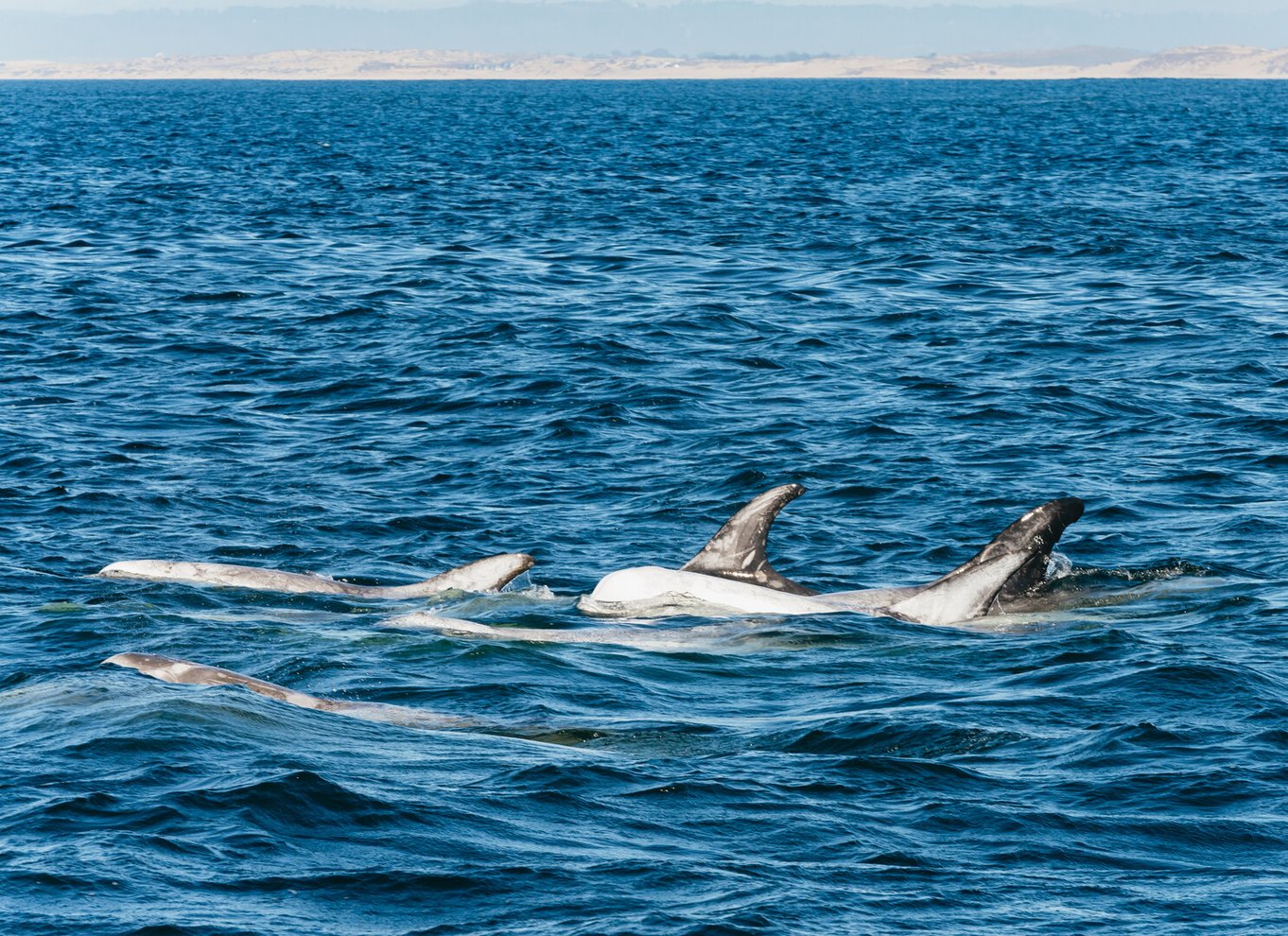 Monterey Bay: Tur med hvalsafari