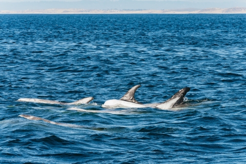 Monterey Bay: excursie walvissen spottenOchtendtrip walvissen spotten - zomer of herfst