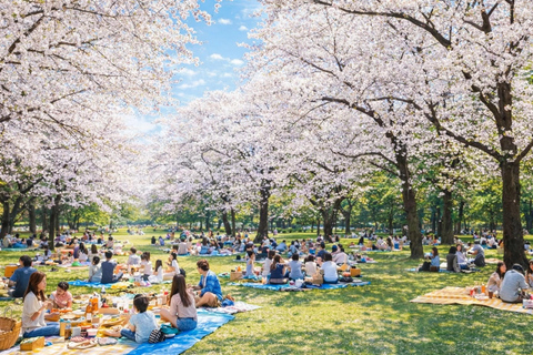 Tokyo Cherry Blossom Day Tour: Asakusa,Chidorigafuchi & Ueno 【Standard】English Guided Sightseeing Tour