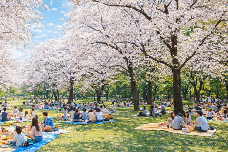 Tokyo Cherry Blossom Day Tour: Asakusa,Chidorigafuchi & Ueno 【Standard】English Guided Sightseeing Tour
