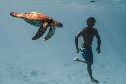 Moorea Shared Boat Tour Whale Swimming and Snorkeling Moorea 4H Shared Boat Tour Whale Swimming and Snorkeling