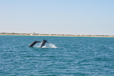 Djerba: Half-Day Boat Trip, Dolphin Watching, Swimming, and Lunch