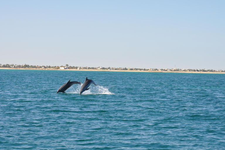 Djerba: Half-Day Boat Trip, Dolphin Watching, Swimming, and Lunch