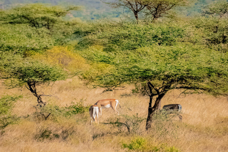 Samburu National Reserve 3-Day Safari from Nairobi