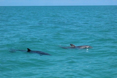 Transfer z Miami do Key West: delfiny, nurkowanie z rurką i nie tylkoTransfer do Key West z odkrywaniem delfinów i snorkelingiem