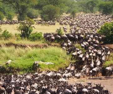 Da Nairobi: safari di gruppo di 3 giorni e 2 notti nel Masai Mara in fuoristrada 4x4