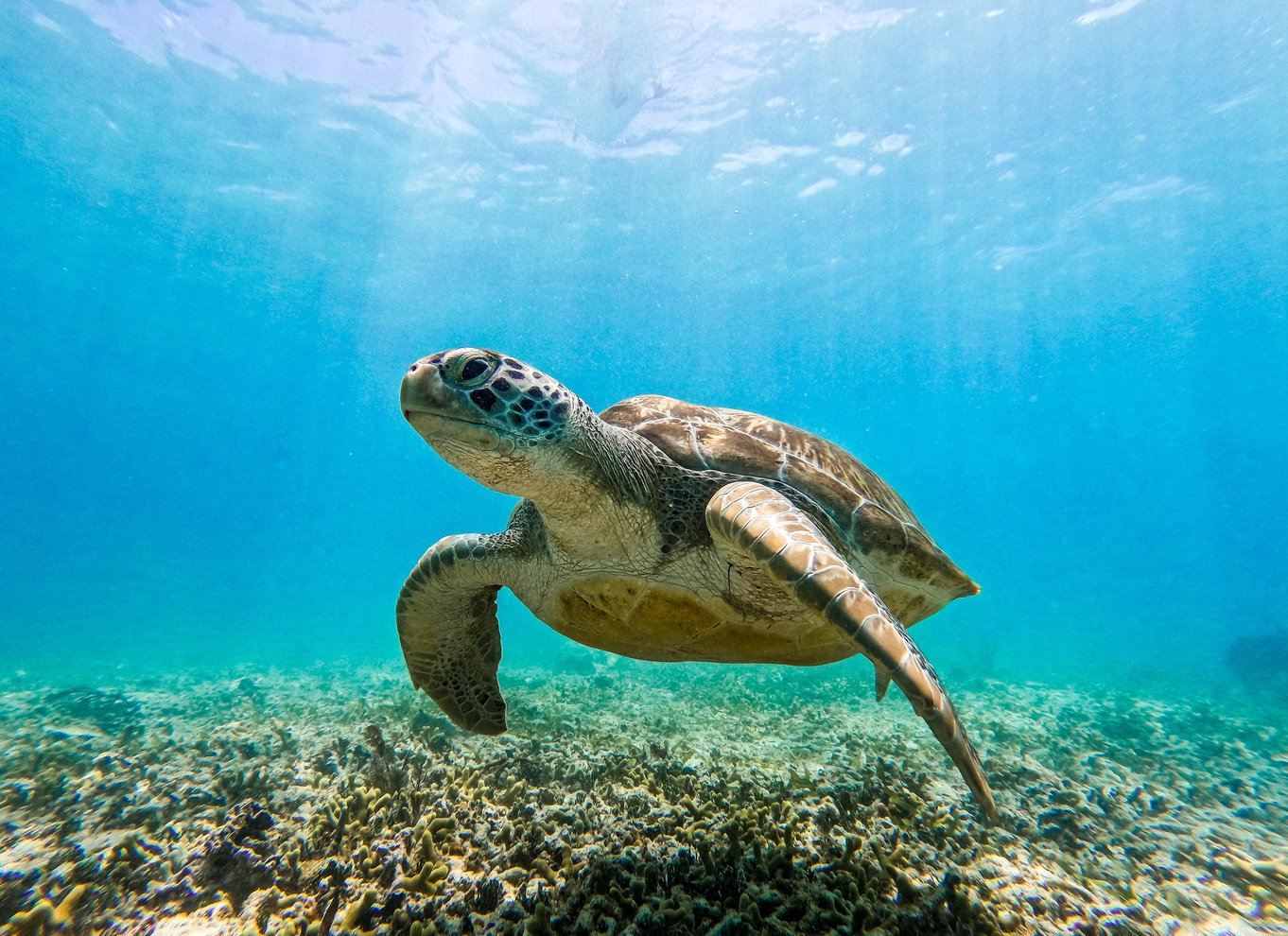 Tulum: 2-timers snorkling på to steder af Tulums rev