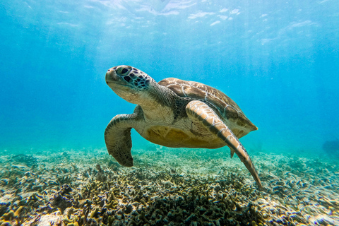 Tulum: Snorkeling at Paradise Reef