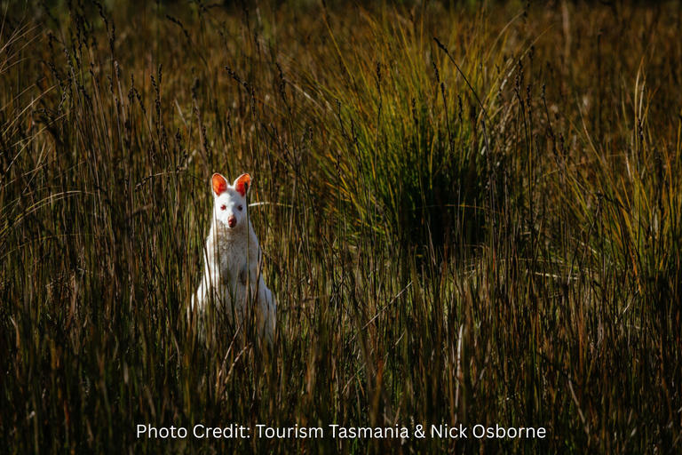 Bruny Island: Guided Sightseeing Tour (8hr Private Tour)