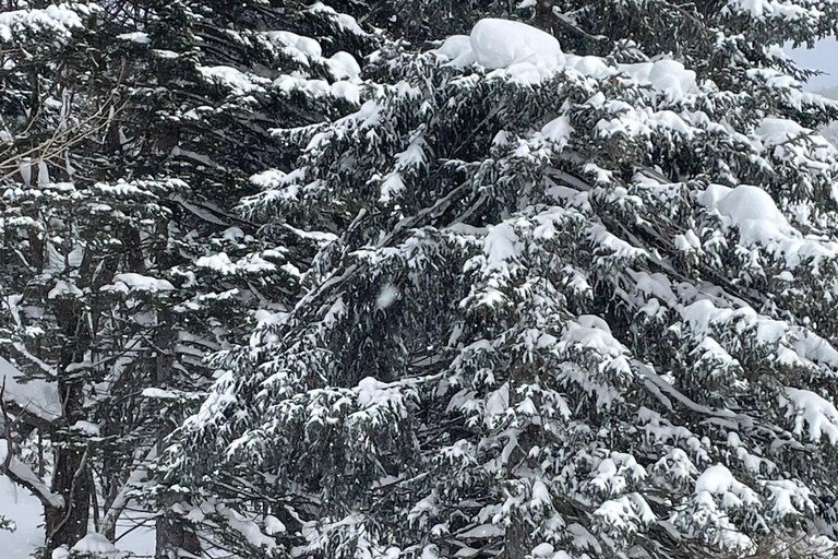 Shikotsu-Toya National Park: Guided Snowshoe Hike and Onsen Shikotsu-Toya National Park: Guided Snowshoe Hike and Onsen.