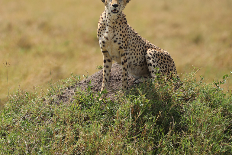 5 Hours Nairobi National Park Game Drive Tour in 4x4 Vehicle Private Guided Tour 4x4 Van