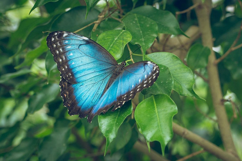Costa Rica: Guided Hike in Cahuita National Park