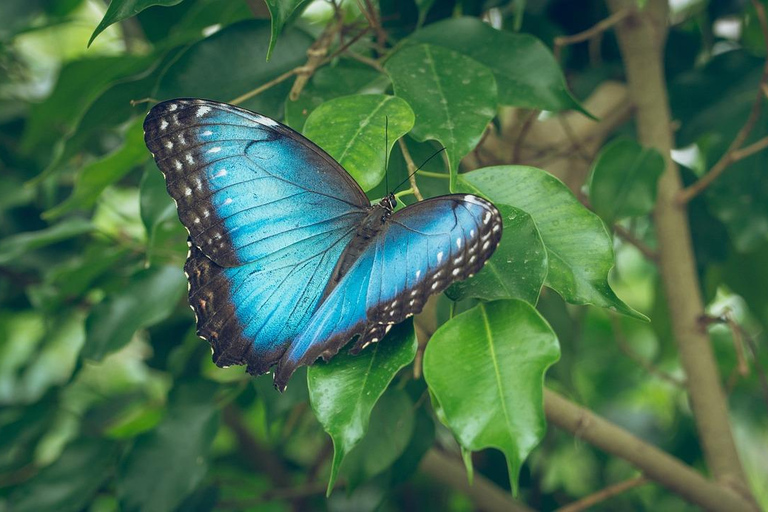 Costa Rica: Guided Hike in Cahuita National Park