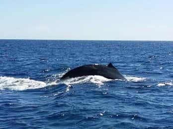 Hawaii: Waikoloa Whale Watch