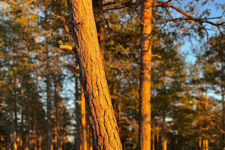 Oslo: Forest Hike with Panoramic Fjord Views and a dog