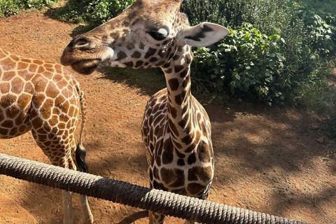 Nairobi: Giraffe Center Day Trip