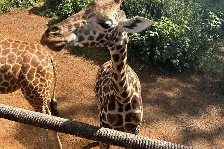 Nairobi: Giraffe Center Day Trip