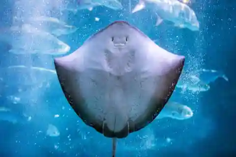 Audubon Aquarium & Insectarium -lippu