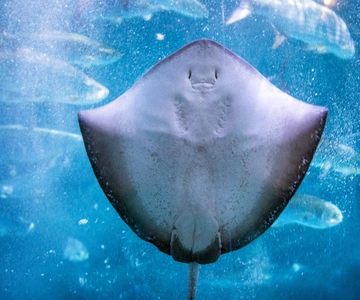 Audubon Aquarium & Insectarium -lippu