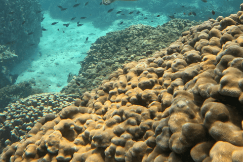 Muscat: Snorkeltur till ön Dimaniyat