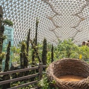 From Busan: Geoje Jungle Dome, Cable and POW Camp Day Trip