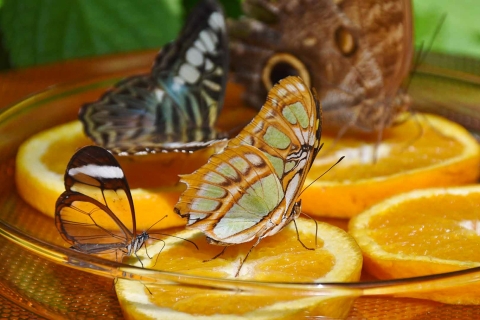 Dubaj: bilet wstępu do ogrodu motyli