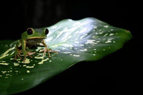 Tarapoto: Nachtwandeling in het Amazonewoud