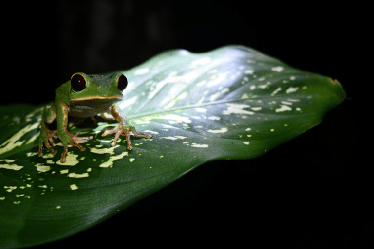 Tarapoto: Nattvandring i Amazonas regnskog