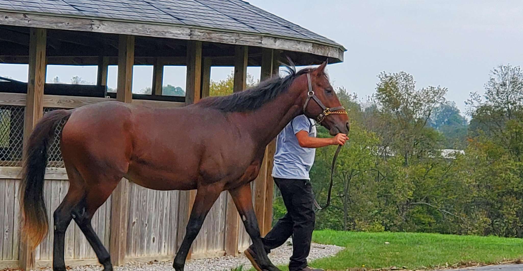 From Lexington, Kentucky Horse Farms Tour - Housity