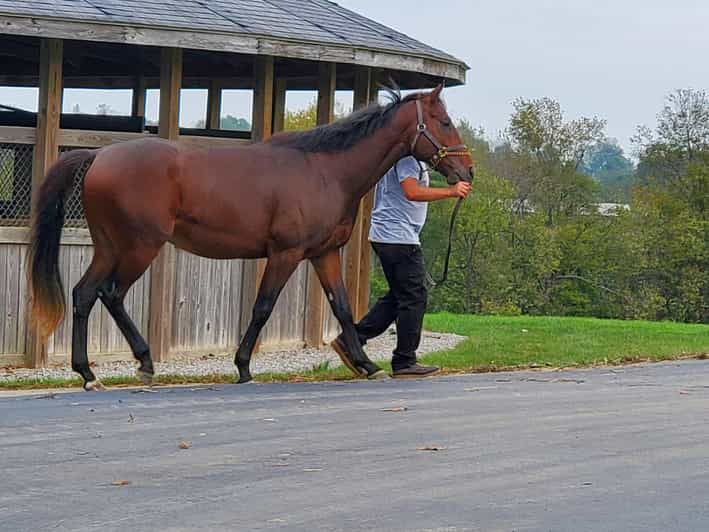 From Lexington Kentucky Horse Farms Tour GetYourGuide