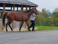 From Lexington, Kentucky Horse Farms Tour - Housity