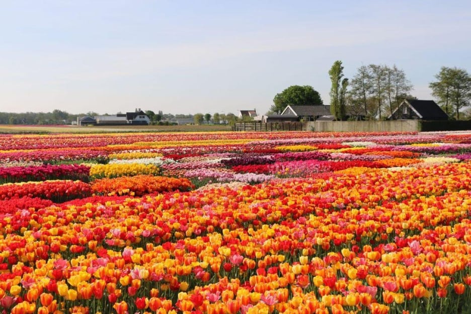 Amsterdam: Tour privado Tulipanes, Keukenhof, Molino y Queso