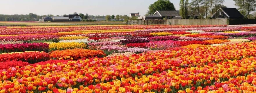 Amsterdam : Visite privée Tulipes, Keukenhof, Moulin à vent et fromage