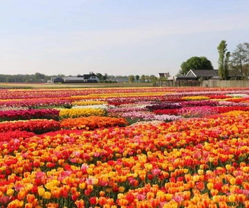 Amsterdam: Private tour Tulips, Keukenhof, Windmill & Cheese