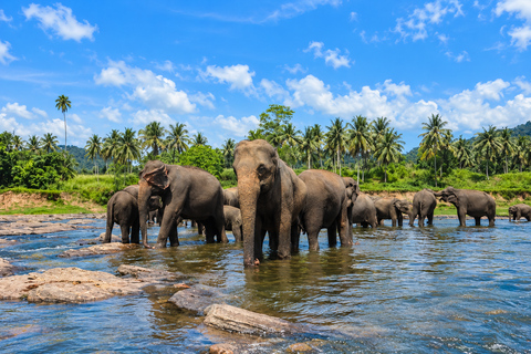 Kandy: Elephant Village Experience & Kandyan Dance Tour Kandy: Private Guided City Tour by Tuk-Tuk